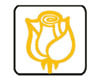 Yellow Rose