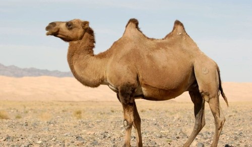 معلومات عن الأبل