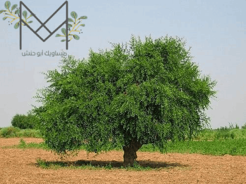 هل هناك فرق بين أنواع السواك؟ اكتشف الأفضل