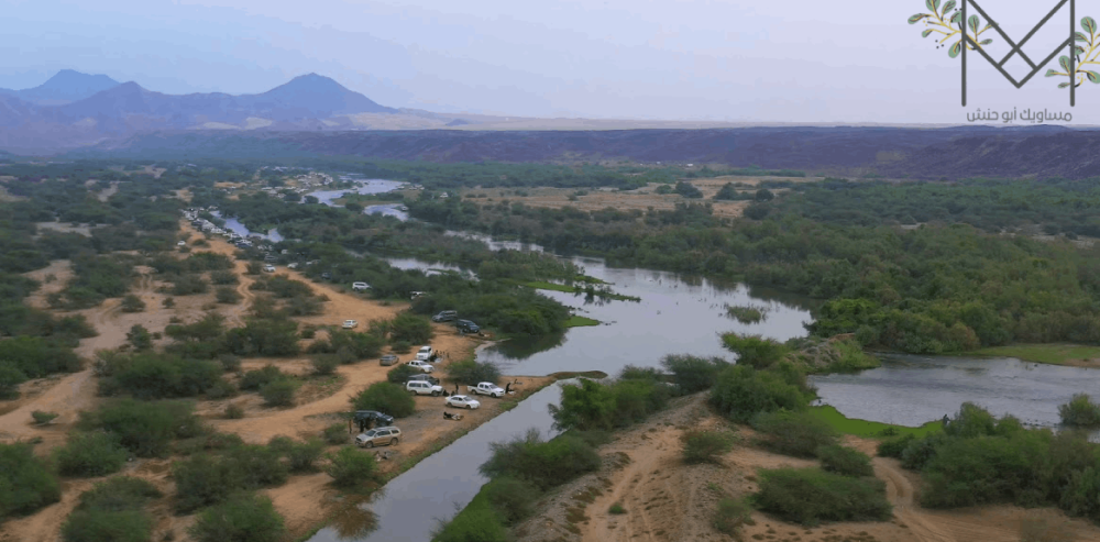 مساويك وادي حلي الأصلية: من أين تشتريها؟