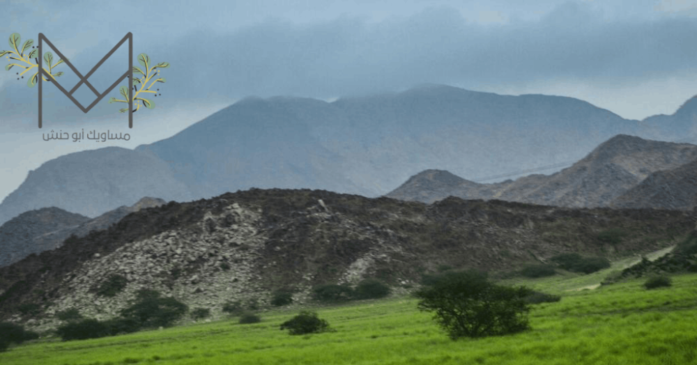مساويك من شجر الأراك في وادي حلي – منتج أصيل وفاخر