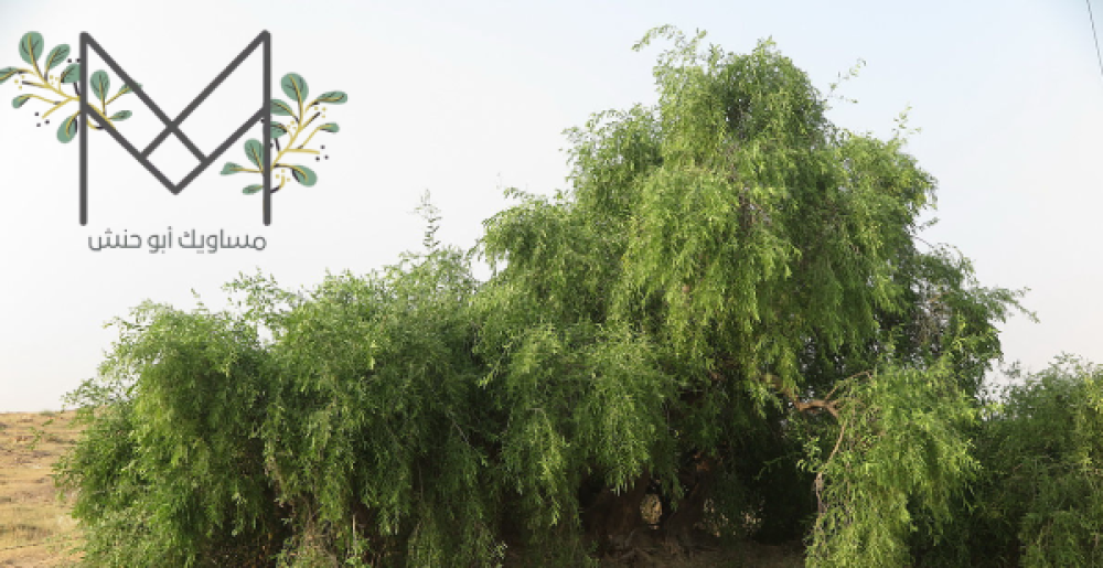 مساويك القنفذة, مساويك القنفذة الاصلية, مساويك القنفذة الطبيعي,