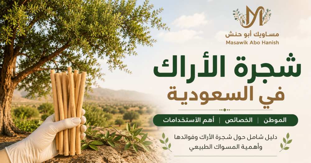 شجرة الأراك في السعودية: الموطن والخصائص وأهم الاستخدامات وفوائدها الص