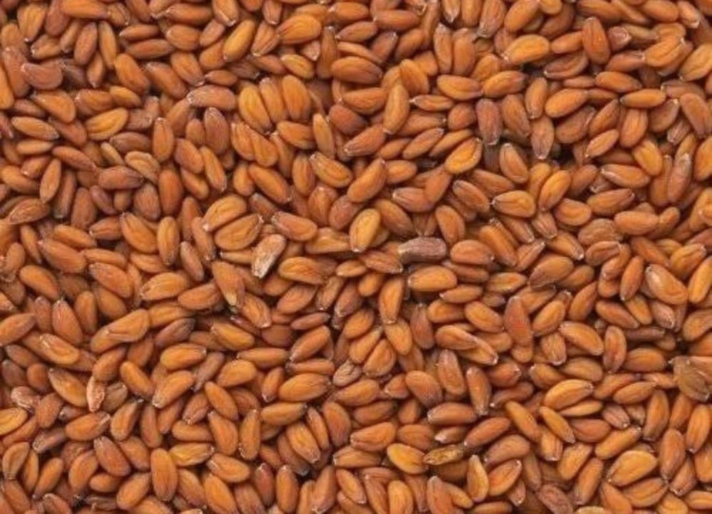 فوائد حب الرشاد مع التمر