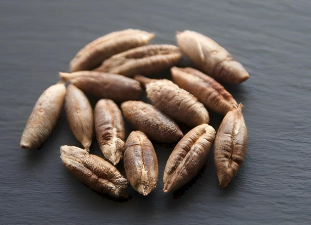 فائدة من نواة التمر