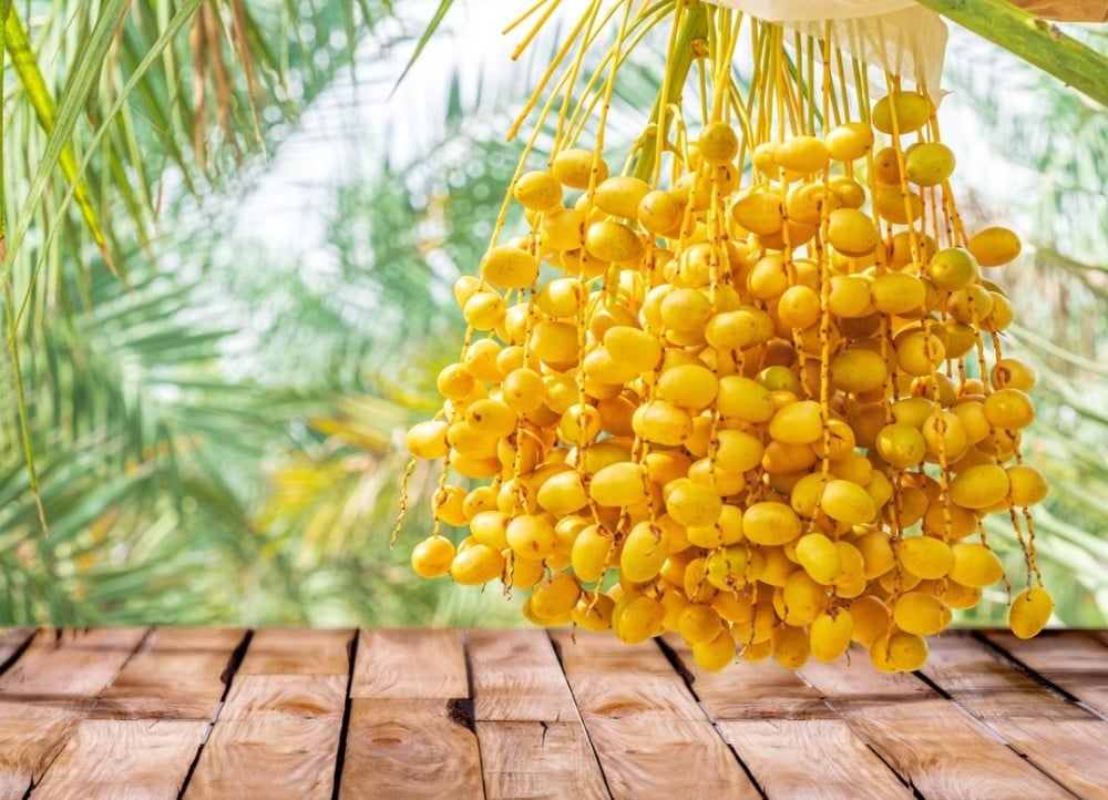 تمر البرحي