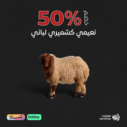 نعيمي كشميري لباني كبير