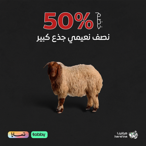 نعيمي كشميري نصف جذع كبير