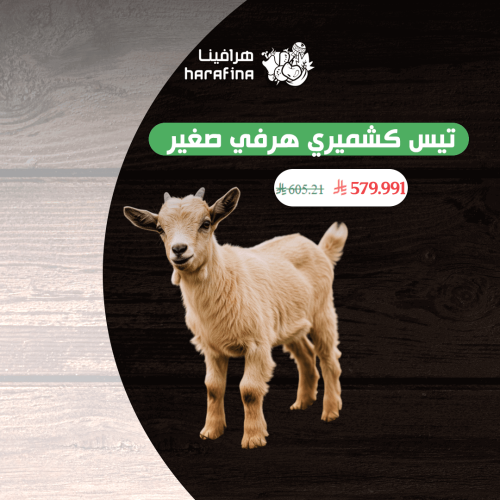 تيس كشميري هرفي صغير