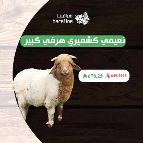 نعيمي كشميري هرفي كبير