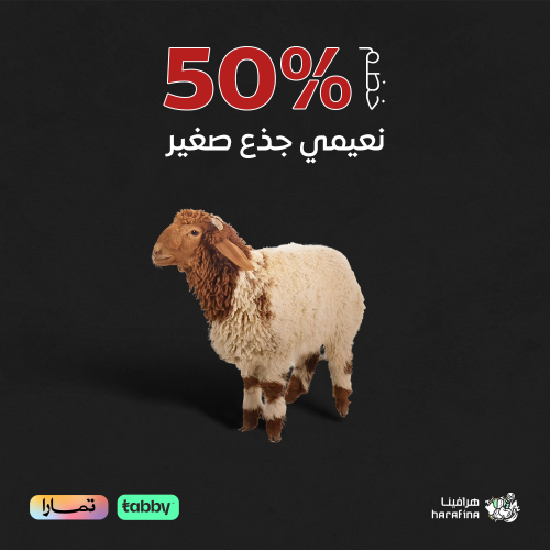 نعيمي كشميري جذع صغير