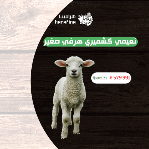 نعيمي كشميري هرفي صغير
