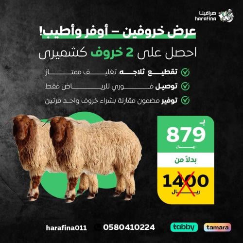 عرض 2 نعيمي كشميري لباني