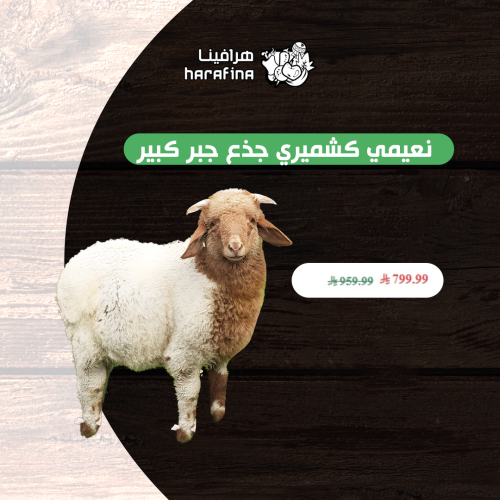 نعيمي كشميري جذع كبير