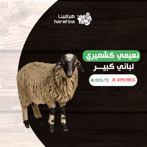 نعيمي كشميري لباني كبير