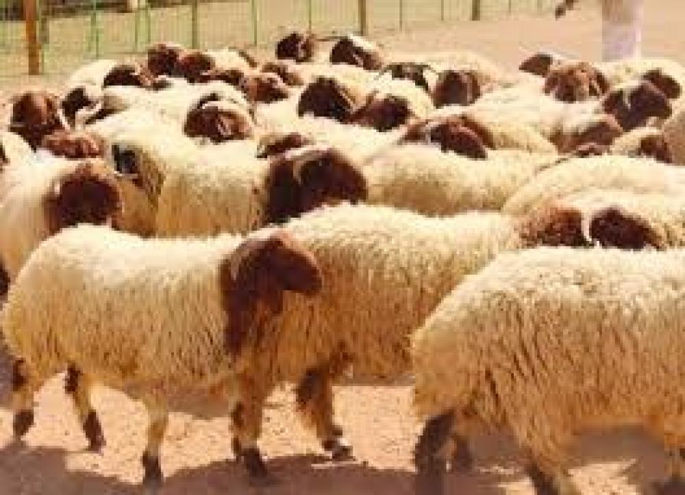 ما هي انواع الخروف النعيمي وكيف أتعرف على النوع الأصلي؟