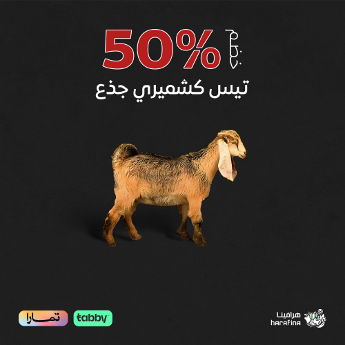 تيس كشميري جذع صغير