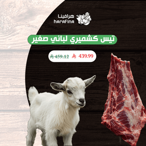 تيس كشميري لباني صغير