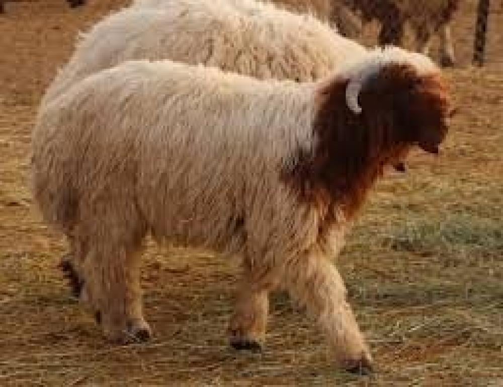 نعيمي كشميري