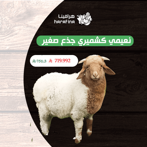 نعيمي كشميري جذع صغير