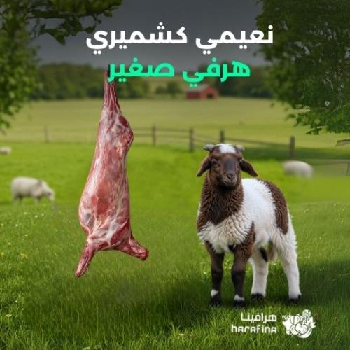 نعيمي كشميري هرفي صغير
