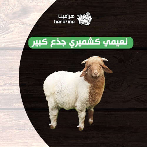 نعيمي كشميري جذع كبير