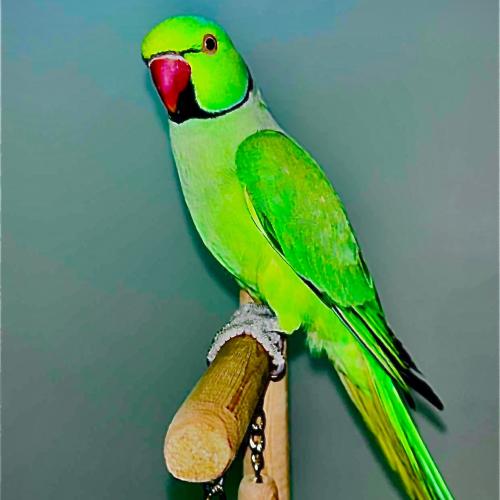 ببغاء الدرة الهندي متكلم
