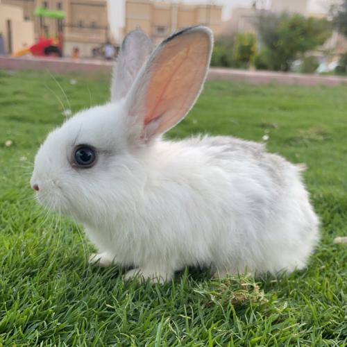 أرنب صغير