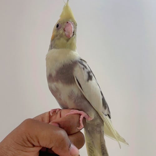 كروان هولندي أليف