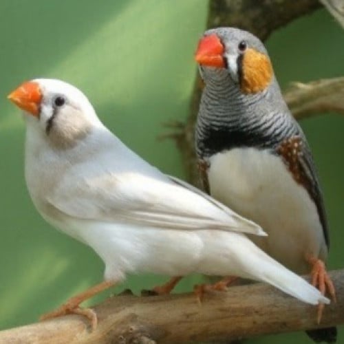 جوز زيبرا