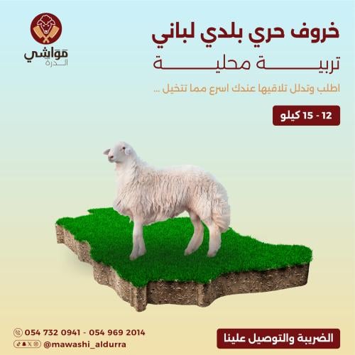 خروف حري لباني صغير