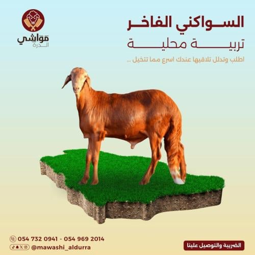 السواكني الفاخر ( 25 كيلو )