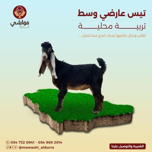 تيس عارضي وسط