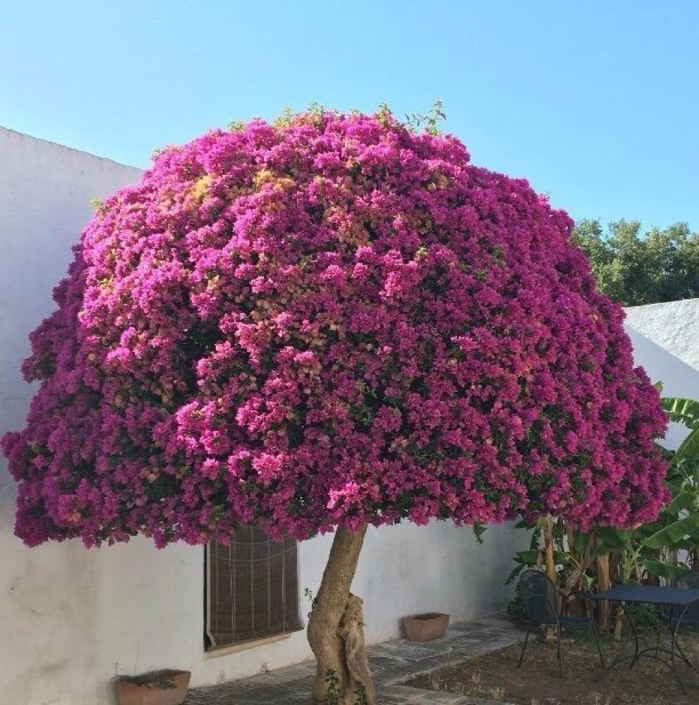 الجهنمية نبات  يمكن تشكيله على الجدران، الأقواس، أو كسياج جميل