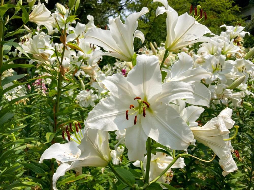 وردة كازابلانكا (زنبق كازابلانكا) – زهرة الأناقة والعطر الفواح