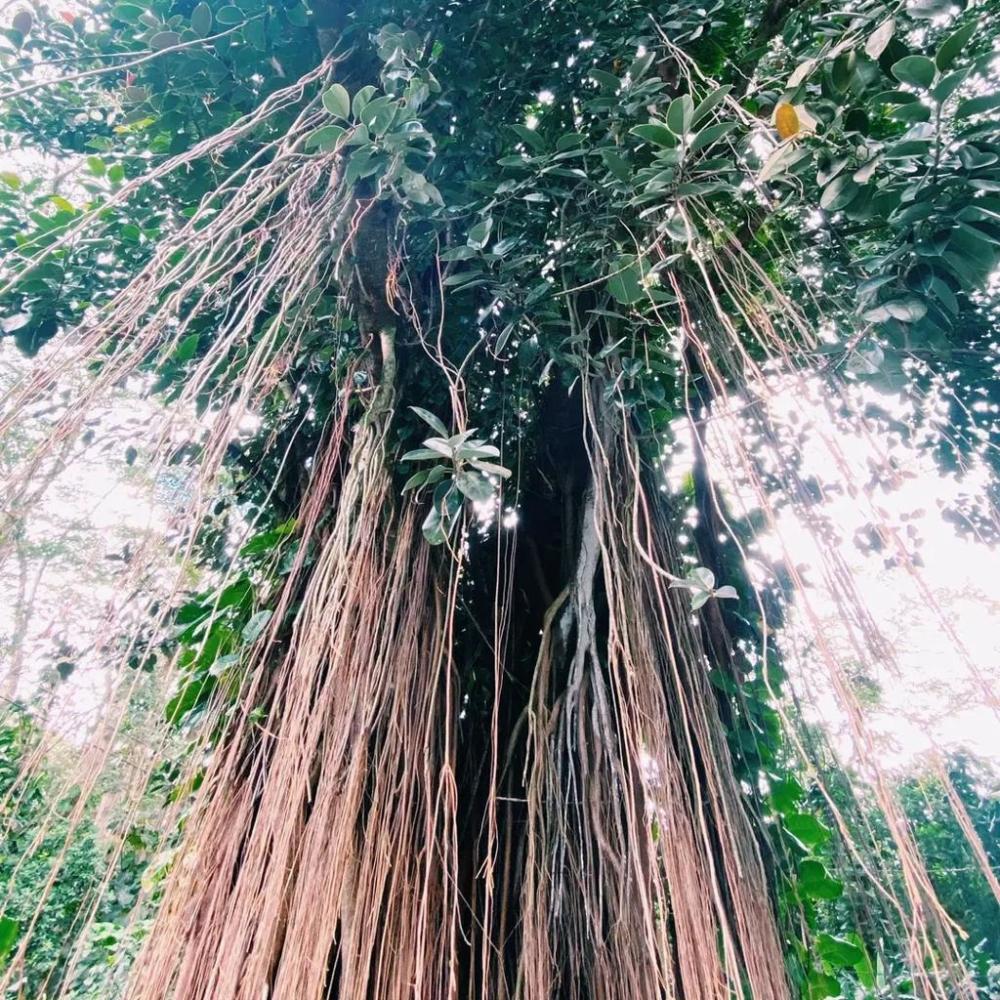 نباتات جذورها خارجية (الجذور الهوائية)