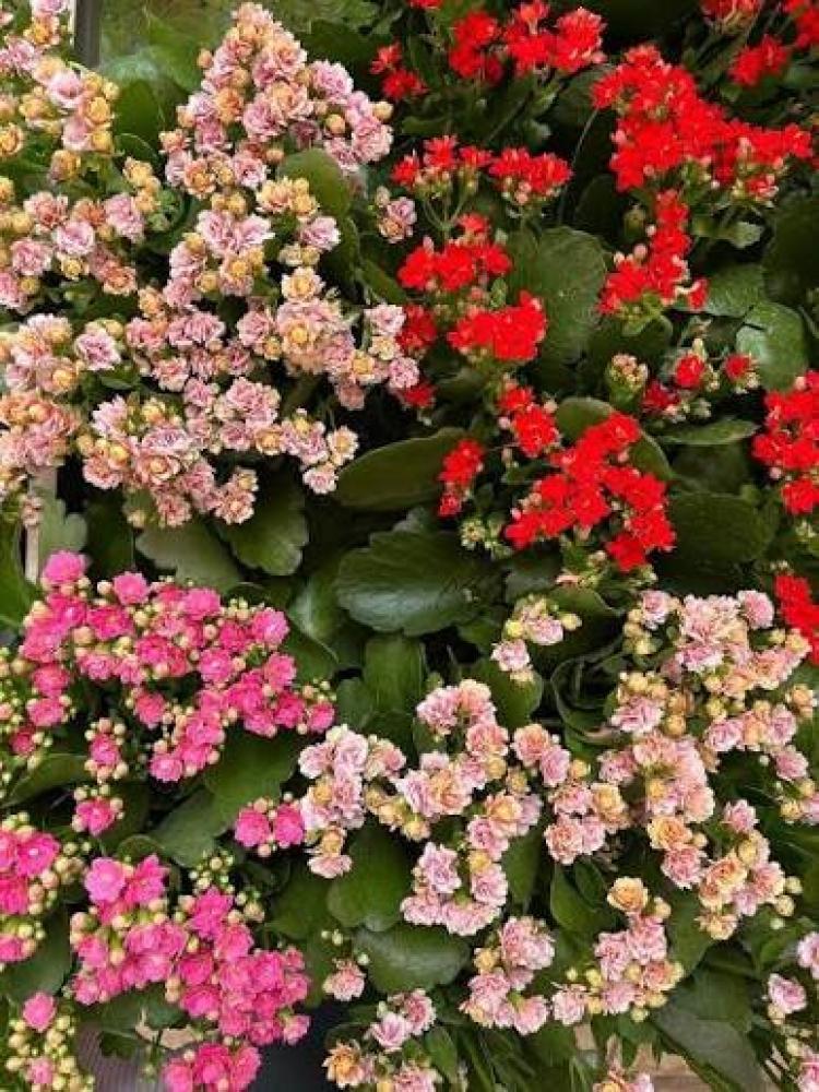 نبات الكلانشو: جمال الزهور وسهولة العناية