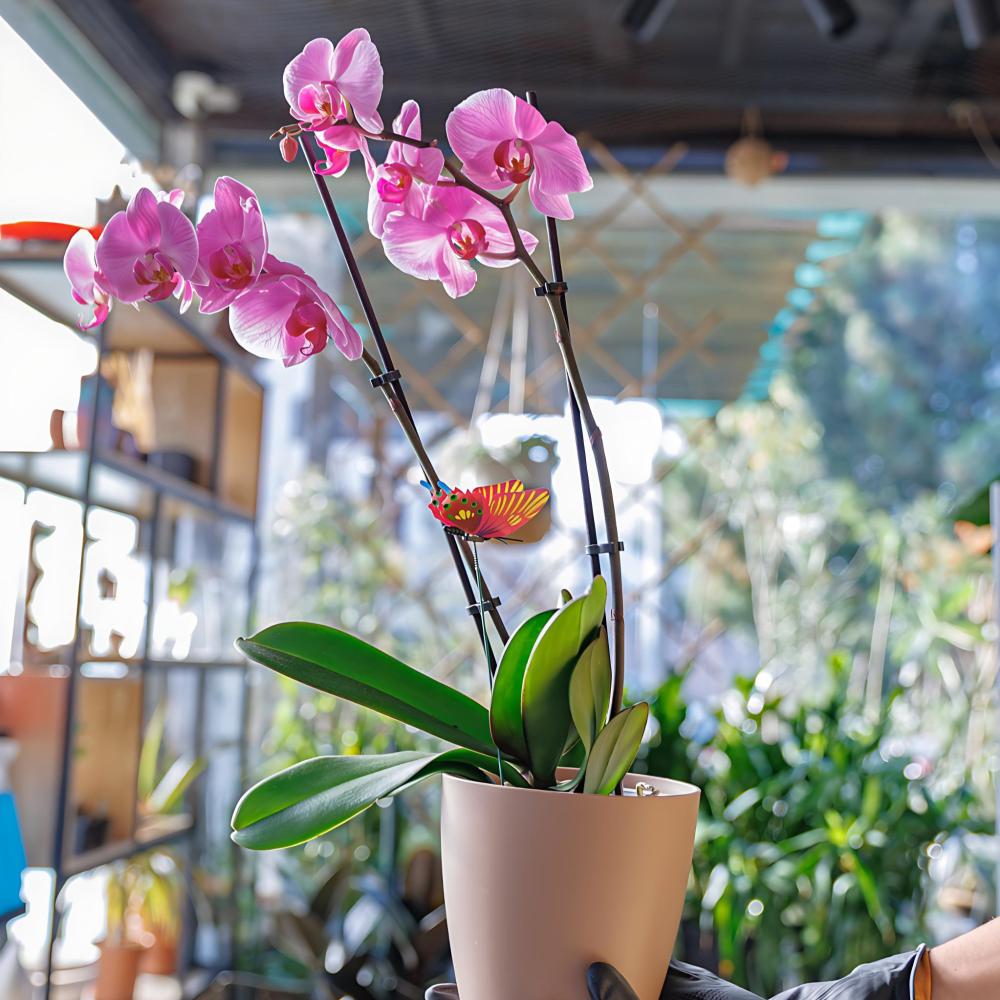نبتة زهرة الاوركيد orchid