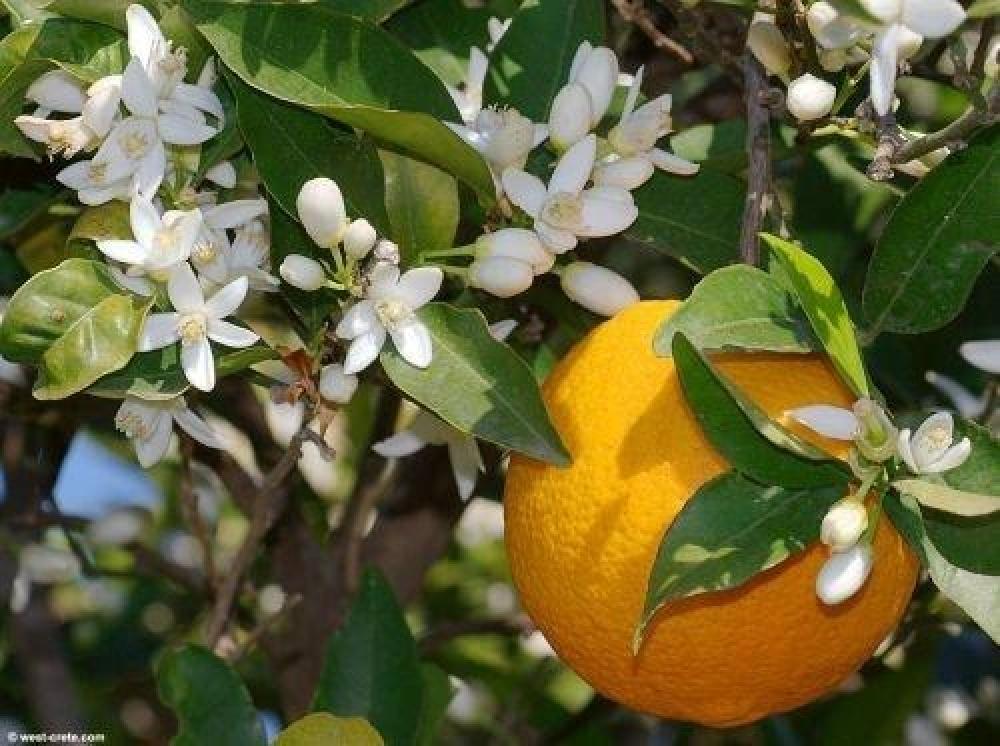 أشهر أصناف البرتقال