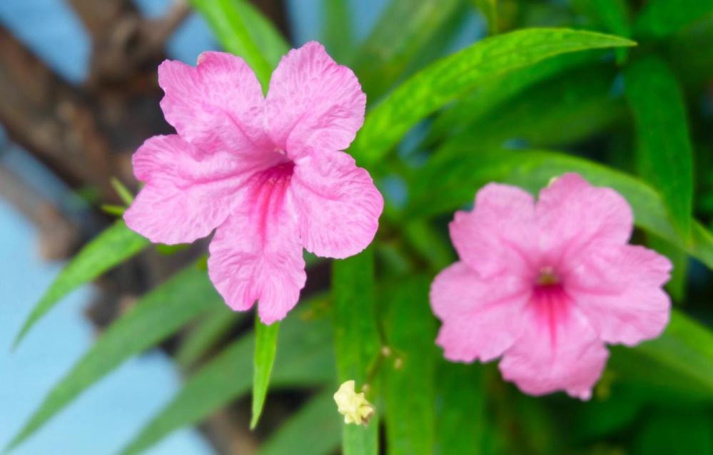 زراعة زهور الرويليا بتونيا (Ruellia simplex)