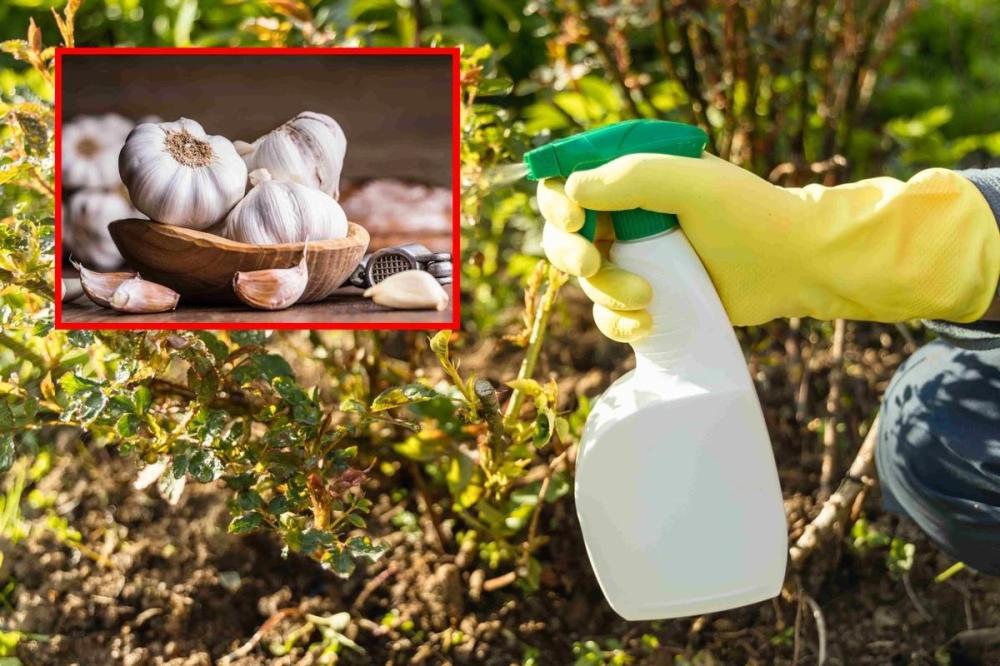 ما هي المبيدات الصديقة للنباتات؟