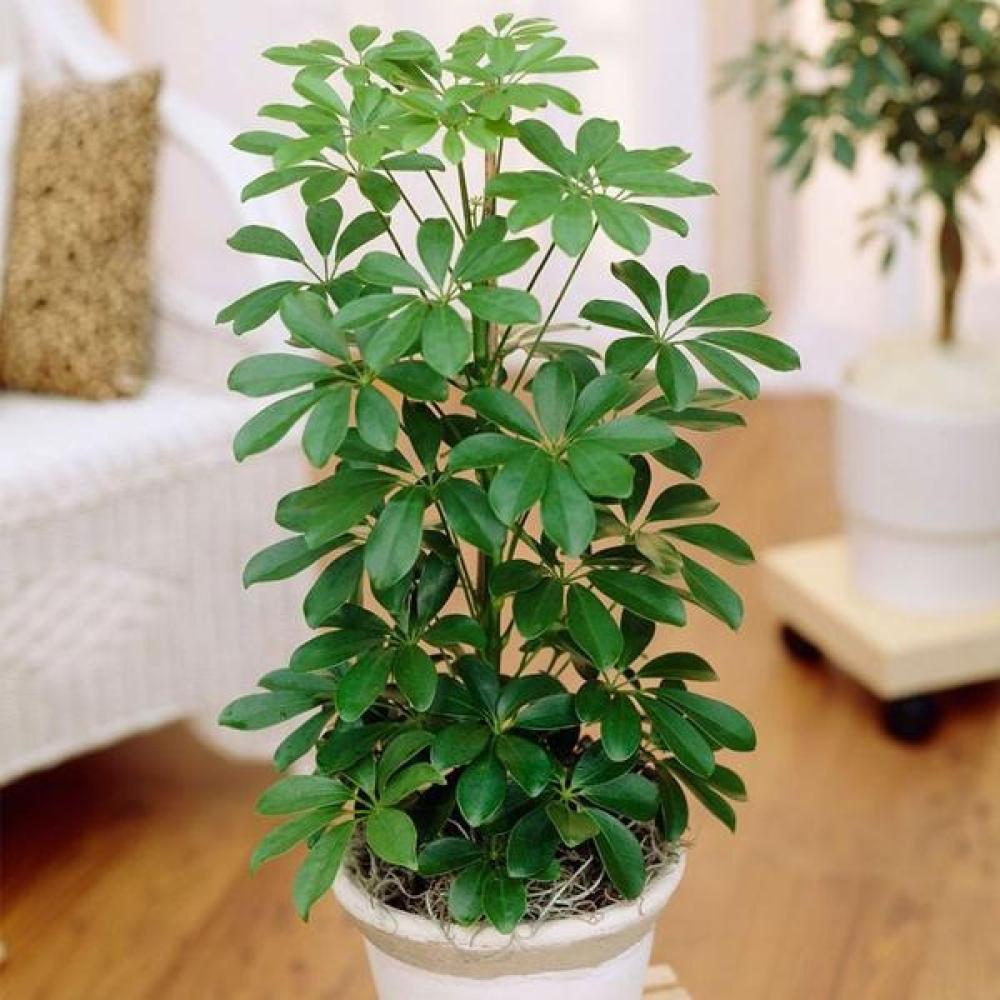 نبتة الشيفليرا (Schefflera) – شجرة المظلة الأنيقة