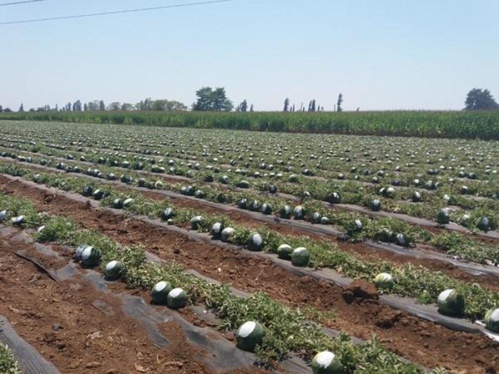 البطيخ من المحاصيل الصيفية التي تنجح زراعتها في مدينة جدة