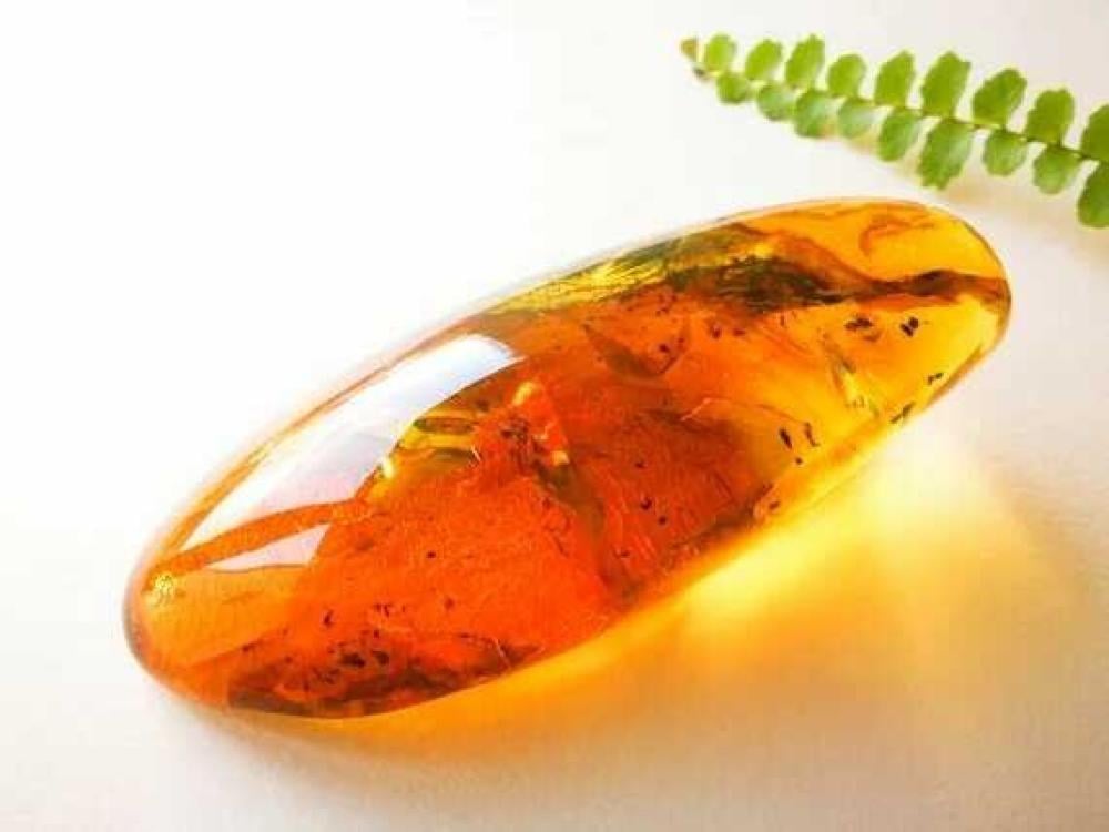 الكهرمان البلطيقي مصدر قديم للكنوز الطبيعية