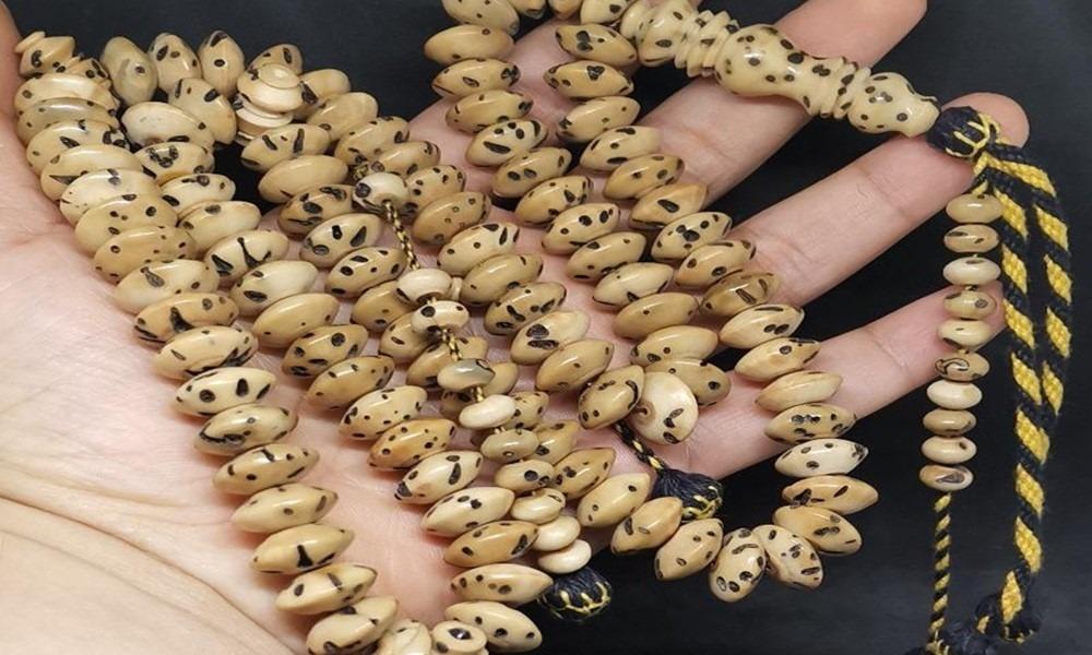 ثمرة عشبة عود الصليب - حجر السلطان ولك من الاسم نصيب