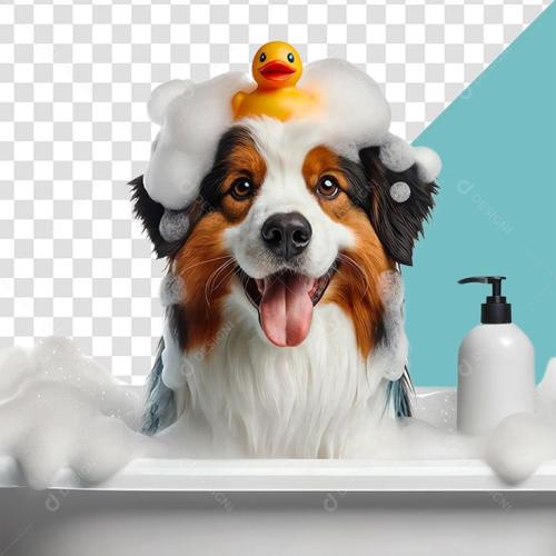 خدمه ترويش كلاب صغيرة عادى