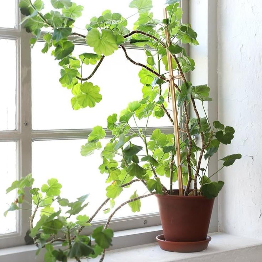 خطوات مفيدة لنباتات