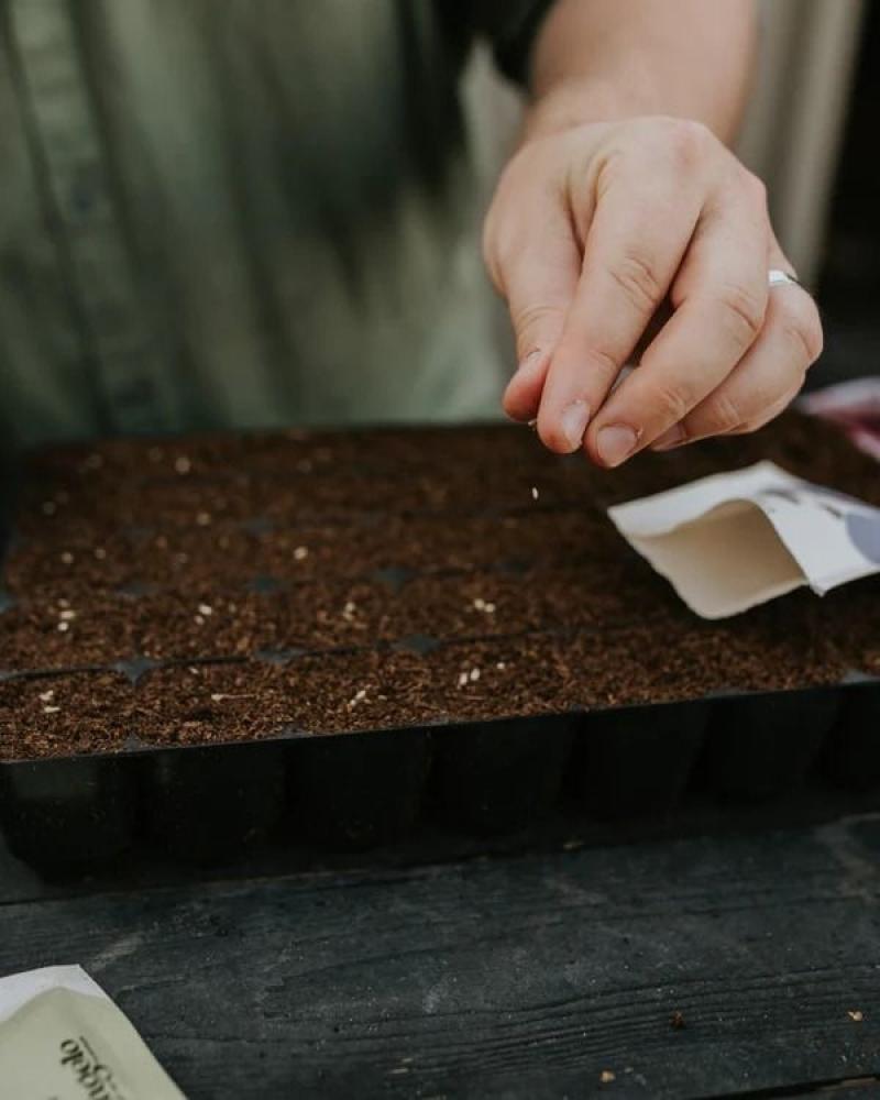 فن إنبات البذور