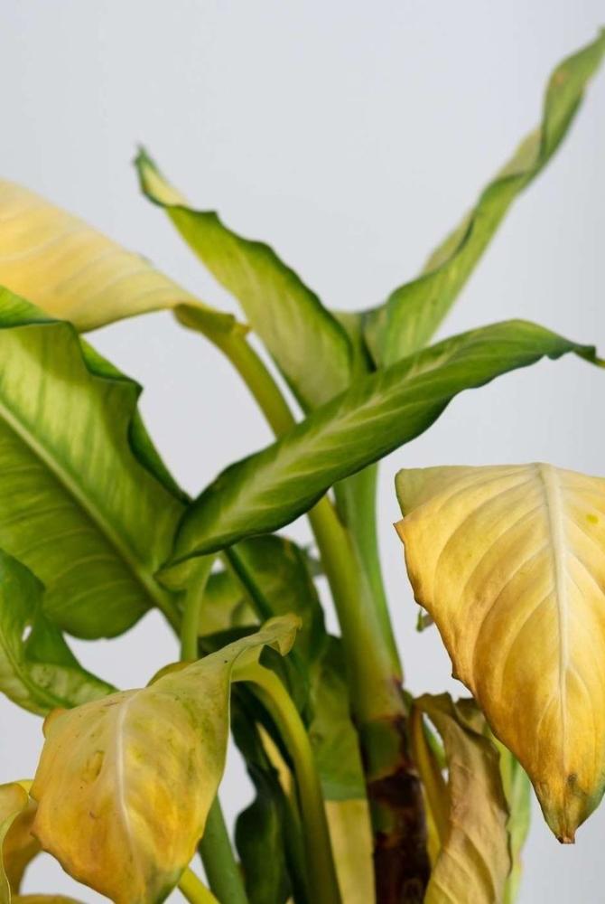 كيف تفهم لغة أوراق النبات وتفسر اصفرارها؟