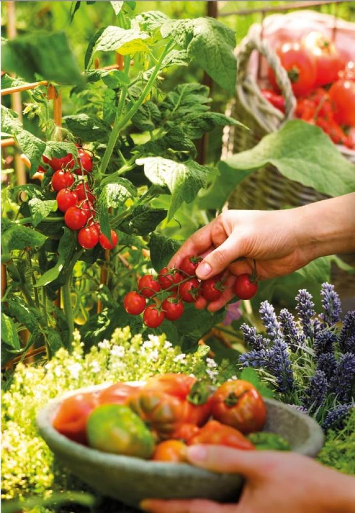 الزراعة المنزلية المستدامة: كيف تزرع خضرواتك العضوية في مساحات صغيرة؟